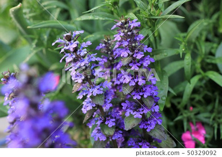 Flowers of spring flower bed: 12 o'clock-12 o'clock-Hitotsuge: Osaka Prefecture Hirakata City Flowers of spring flower bed: 12 o'clock-12 o'clock-Hitotsuge: Osaka Prefecture Hirakata City 50329092