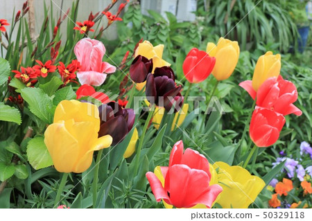 Spring flower bed flowers: Tulips: Sparixis: Hirakata City, Osaka Prefecture Spring flower bed flowers: Tulips: Sparixis: Hirakata City, Osaka Prefecture 50329118