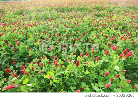Crimson Clover Crimson Clover 50329263