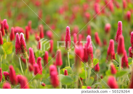 Crimson Clover Crimson Clover 50329264