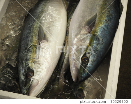 Photograph of fish market in Japan (Inada) Photograph of fish market in Japan (Inada) 50329500