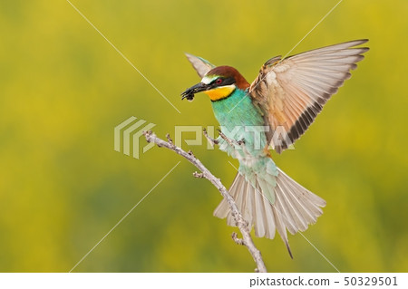 Bee-eater landing on a twig with bee in beak Bee-eater landing on a twig with bee in beak 50329501