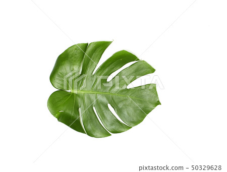 Monstera leaves On White background Monstera leaves On White background 50329628