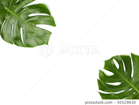 Monstera leaves On White background Monstera leaves On White background 50329630