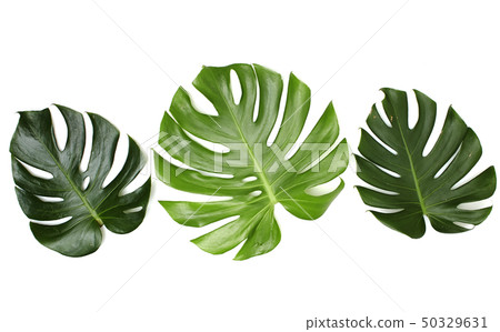 Monstera leaves On White background Monstera leaves On White background 50329631
