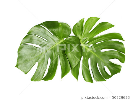 Monstera leaves On White background Monstera leaves On White background 50329633