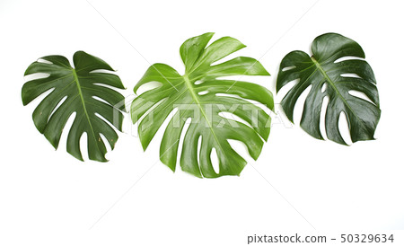 Monstera leaves On White background Monstera leaves On White background 50329634