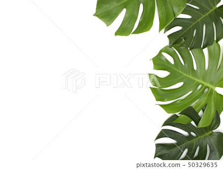 Monstera leaves On White background Monstera leaves On White background 50329635