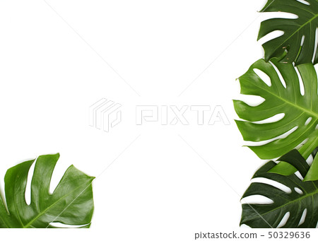 Monstera leaves On White background 50329636