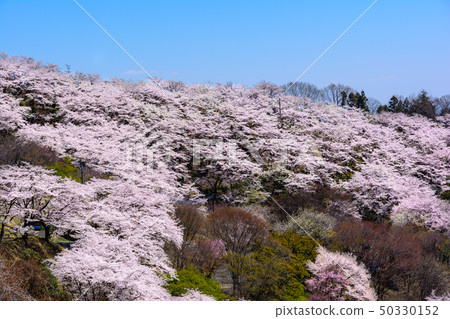 100 famous places of cherry blossoms-Sakurayama Park (Fujioka City, Gunma Prefecture) 50330152