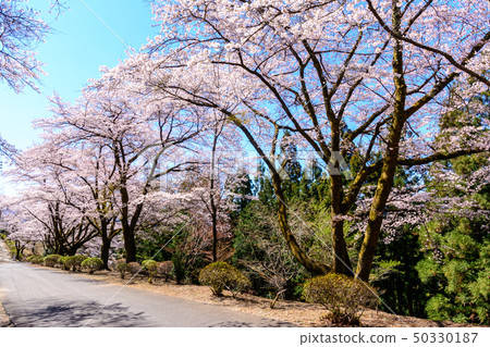 100 famous places of cherry blossoms-Sakurayama Park (Fujioka City, Gunma Prefecture) 100 famous places of cherry blossoms-Sakurayama Park (Fujioka City, Gunma Prefecture) 50330187