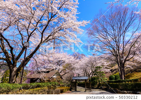 100個櫻花名勝 - 櫻山公園(群馬縣藤岡市) 100個櫻花名勝 - 櫻山公園(群馬縣藤岡市) 50330212