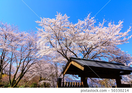 100個櫻花名勝 - 櫻山公園（群馬縣藤岡市） 50330214