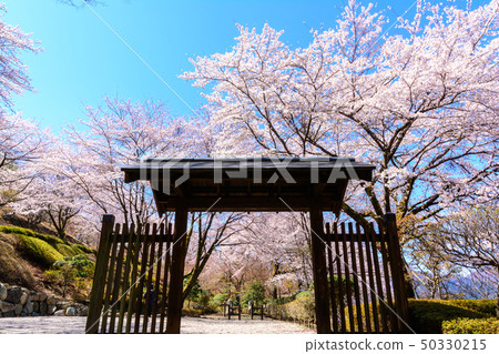100 famous places of cherry blossoms-Sakurayama Park (Fujioka City, Gunma Prefecture) 100 famous places of cherry blossoms-Sakurayama Park (Fujioka City, Gunma Prefecture) 50330215