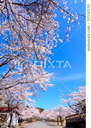 100個櫻花名勝 - 櫻山公園（群馬縣藤岡市） 50330230
