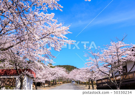 100 famous places of cherry blossoms-Sakurayama Park (Fujioka City, Gunma Prefecture) 50330234