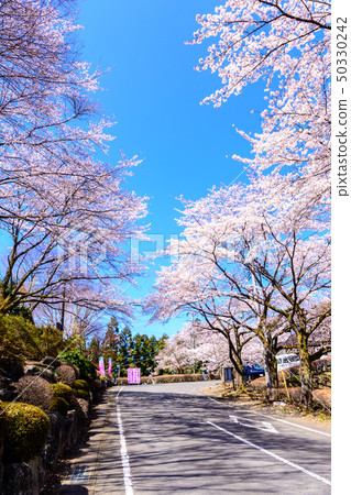 100 famous places of cherry blossoms-Sakurayama Park (Fujioka City, Gunma Prefecture) 100 famous places of cherry blossoms-Sakurayama Park (Fujioka City, Gunma Prefecture) 50330242