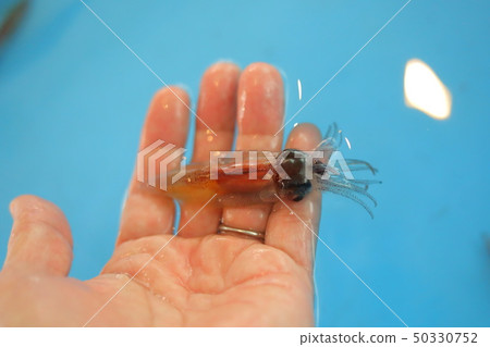 螢火蟲魷魚 50330752