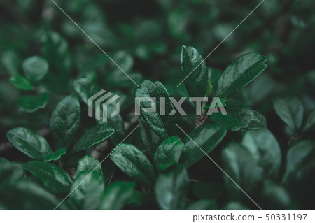Green leaves pattern background. Flat lay. nature Green leaves pattern background. Flat lay. nature 50331197