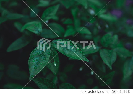 Green leaves pattern background. Flat lay. nature 50331198