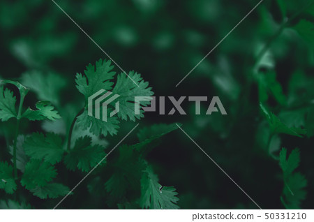 Fresh leaf green coriander in a garden. Vegetable Fresh leaf green coriander in a garden. Vegetable 50331210