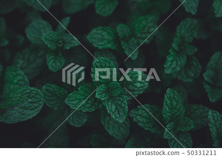 Green leaves pattern background. Green peppermint Green leaves pattern background. Green peppermint 50331211
