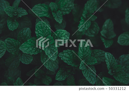 Green leaves pattern background. Green peppermint 50331212
