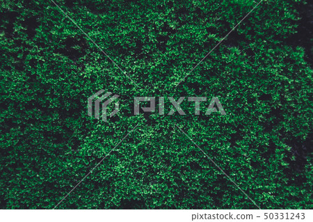 Green moss on old concrete wall. green moss nature Green moss on old concrete wall. green moss nature 50331243