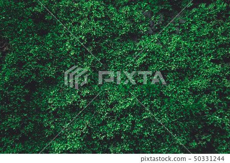 Green moss on old concrete wall. green moss nature Green moss on old concrete wall. green moss nature 50331244