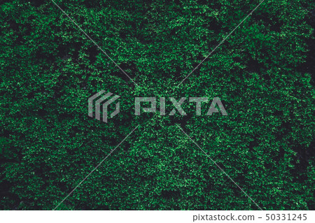 Green moss on old concrete wall. green moss nature 50331245