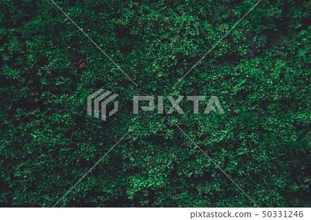 Green moss on old concrete wall. green moss nature 50331246