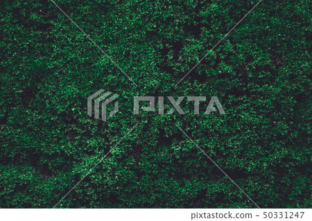 Green moss on old concrete wall. green moss nature Green moss on old concrete wall. green moss nature 50331247