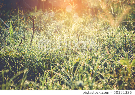 Beautiful bokeh nature abstract background. Dew 50331326