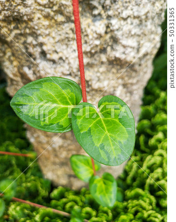 Variegated Plants ivy 50331365
