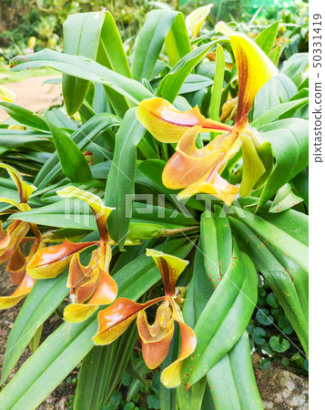 beautiful paphiopedilum orchid with leaves 50331419