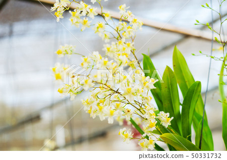 close up of beautiful dendrobium orchid species close up of beautiful dendrobium orchid species 50331732