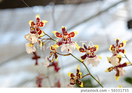 close up of beautiful dendrobium orchid species close up of beautiful dendrobium orchid species 50331735