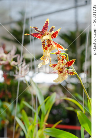 close up of beautiful dendrobium orchid species close up of beautiful dendrobium orchid species 50331738