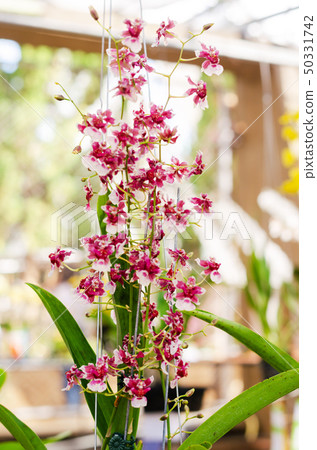 close up of beautiful dendrobium orchid species close up of beautiful dendrobium orchid species 50331742