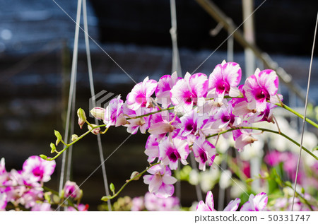 close up of beautiful dendrobium orchid species close up of beautiful dendrobium orchid species 50331747