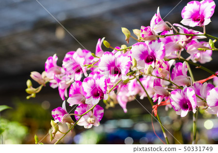 close up of beautiful dendrobium orchid species close up of beautiful dendrobium orchid species 50331749