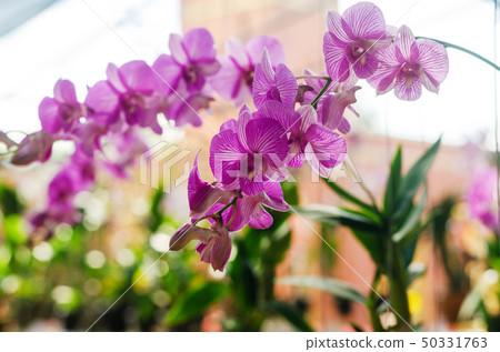 close up of beautiful dendrobium orchid species 50331763