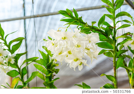 close up of beautiful dendrobium orchid species close up of beautiful dendrobium orchid species 50331766