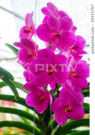 close up of beautiful dendrobium orchid species close up of beautiful dendrobium orchid species 50331767