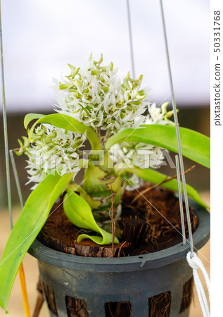 orchid flower hanging pot orchid flower hanging pot 50331768