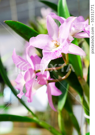 close up of beautiful dendrobium orchid species 50331771