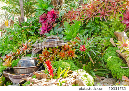 beautiful of colorful Bromeliad garden design beautiful of colorful Bromeliad garden design 50331783