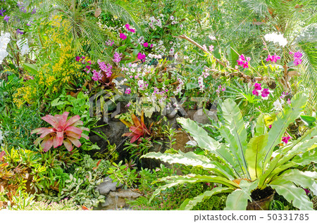 beautiful of colorful Bromeliad garden design beautiful of colorful Bromeliad garden design 50331785