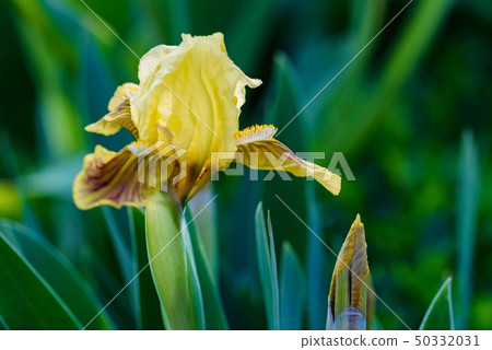 Close up beautiful single yellow iris flower in garden Close up beautiful single yellow iris flower in garden 50332031