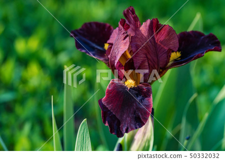 Close up beautiful single burgundy iris flower in garden Close up beautiful single burgundy iris flower in garden 50332032